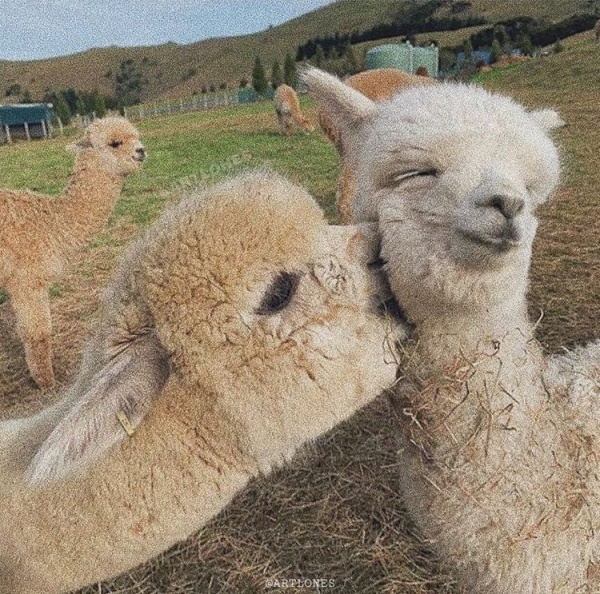 15 Swoon-Worthy Pictures That Could Make Alpacas Your New Favorite Animal - Insp